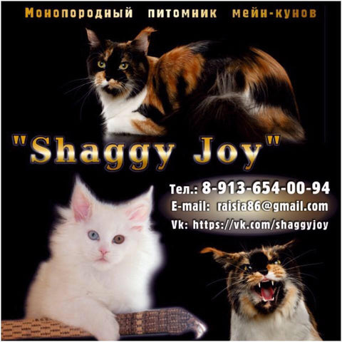Maine Coon Kennel Shaggy Joy / Maine Coon Kittens - Питомник мейн-кунов Shaggy Joy /Котята мейн-кун
